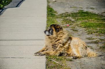 Cachorro de rua no frio
