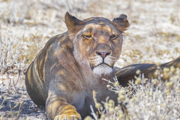 Lioness in Etosha , Namibia
