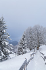 Fototapeta premium Paysage hivernal