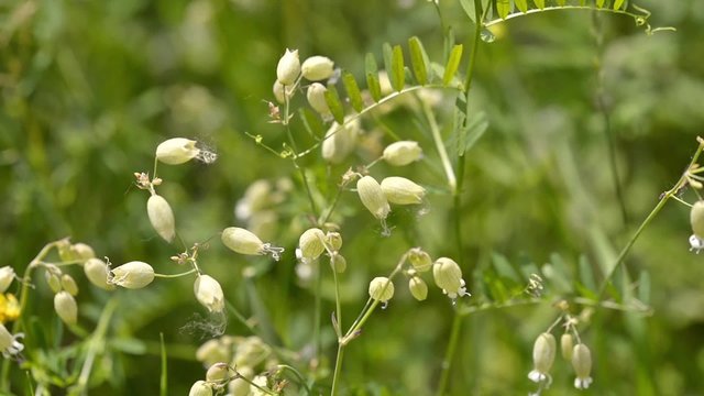 Balder Campion flowers moved by the warm spring wind
