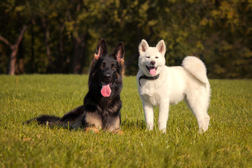 German Shepherd playing with a puppy