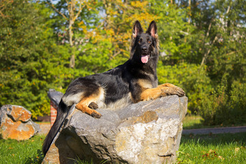 Autumn portrait of a German Shepherd