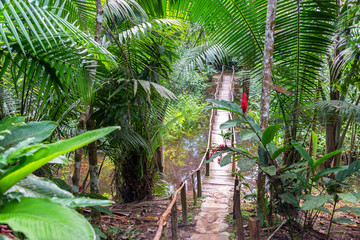 Naklejka premium Bridge in a Rain Forest