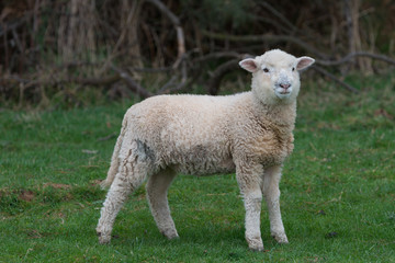 Lamb in a field