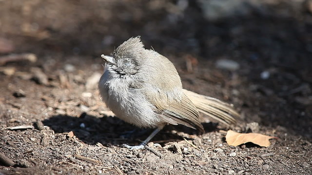 juvenile titmouse perching on the ground showing signs of being very sick