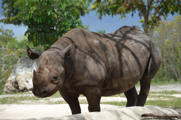 Naklejka premium Rhino