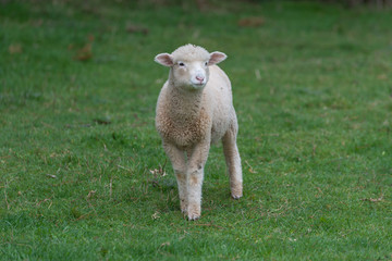 Fototapeta premium Sheep in a paddock