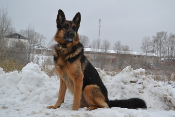 Служебная собака овчарка, охраняющая производственную зону