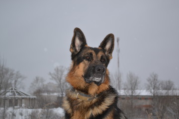 Собака овчарка на зимней улице