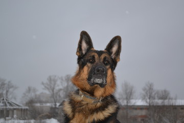 Собака овчарка, охраняющая территорию в зимний день