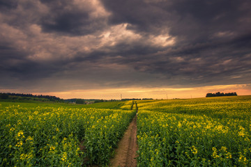 Obraz premium Foggy spring sunrise