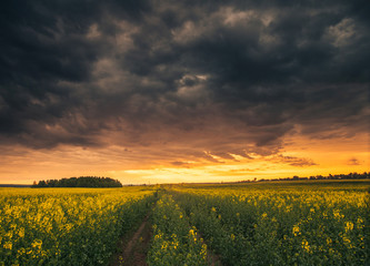 Foggy spring sunrise