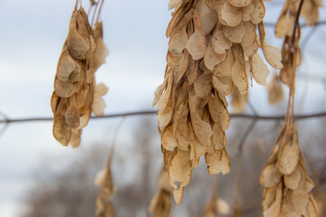 Yellow seeds on a tree in winter