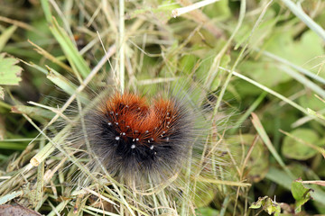 chenille hérissonne