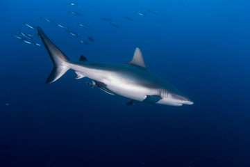 Naklejka premium A Grey Reef Shark -Carcharhinus amblyrhynchos - Swims through the deep blue. Taken in Komodo National Park, Indonesia.