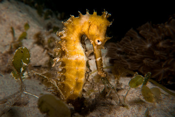 A Thorny Seahorse - hippocampus histrix. Taken in Komodo National Park, Indonesia.