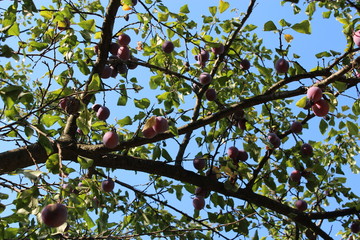 Fruits of plum on the tree