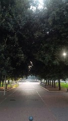 viale alberato