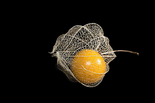Frutilla o physalis