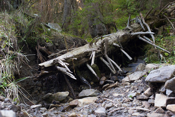 Forest in the mountains.