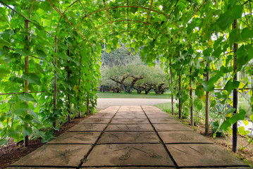 View of tree arch walking path in national garden of Chiangmai city Thailand