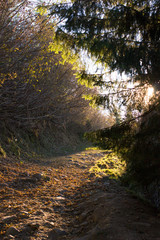 
    Beautiful morning in the misty autumn forest with sun rays.