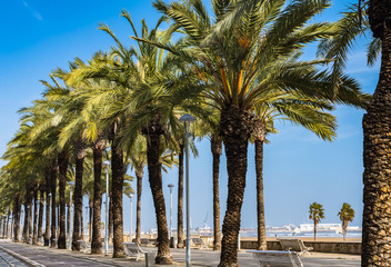 Avenue palm-lined on spanish Mediterranean coastline in tropical climate. Green palm trees along a european boulevard in Spain with white painted wooden benches.