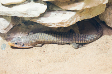 large lizard