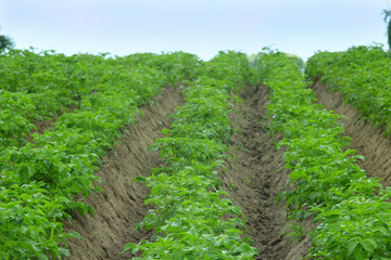 Fototapeta na wymiar bushes rows of potatoes on kitchen garden