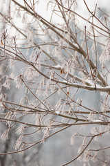 Closeup of tree branches covered with snow.