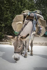 Papier Peint photo Âne loaded donkey with saddlebags for traveling