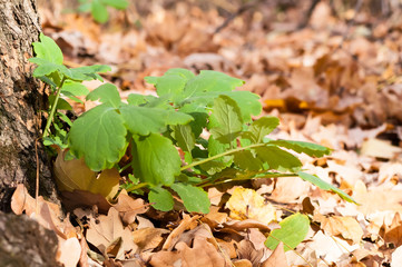 Green blossoming flower among the yellow leaves in autumn