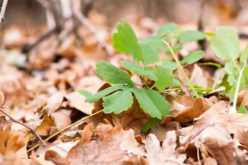 Green blossoming flower among the yellow leaves in autumn