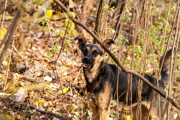 stray stray dog in the autumn forest