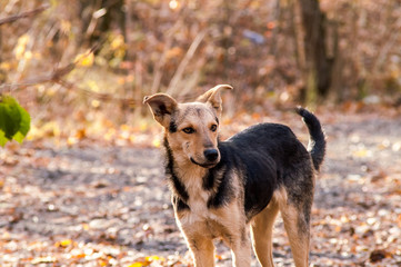 stray stray dog in the autumn forest