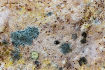 Mold  spores on slices bread. 