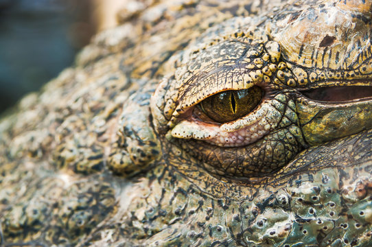 Closeup of a crocodile eye