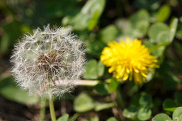 Air dandelions on a green field.