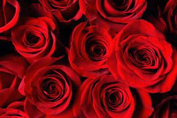 red rose background