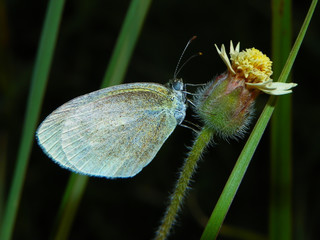 Mariposa se sostiene en el tallo de la flor.