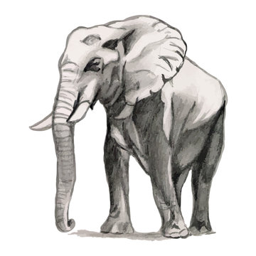 Elephant - drawing pencil, sketch