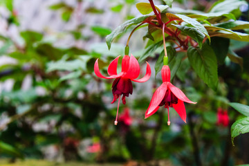 Obraz premium Fuchsia at Doi Inthanon National Park Chiang mai Thailand