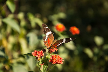 Mariposa de colores se sitúa entre cuatro flores.