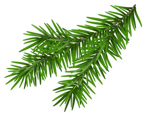 Naklejka na ściany i meble Green lush spruce branch. Fir branch