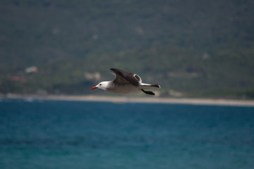 Fototapeta na wymiar Gaviota vuela sobre el mar.