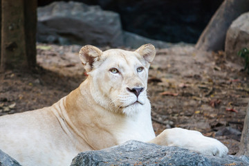 Female Lion on the lookout