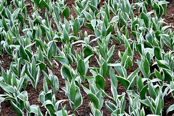 Flowers tulips in the park