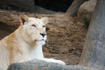 Female Lion on the lookout