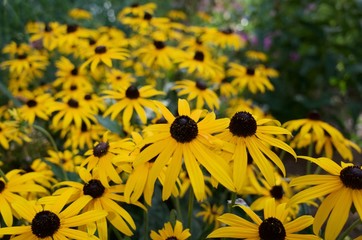 Plants and yellow flowers