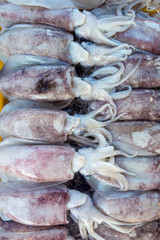 Fresh squid Thailand